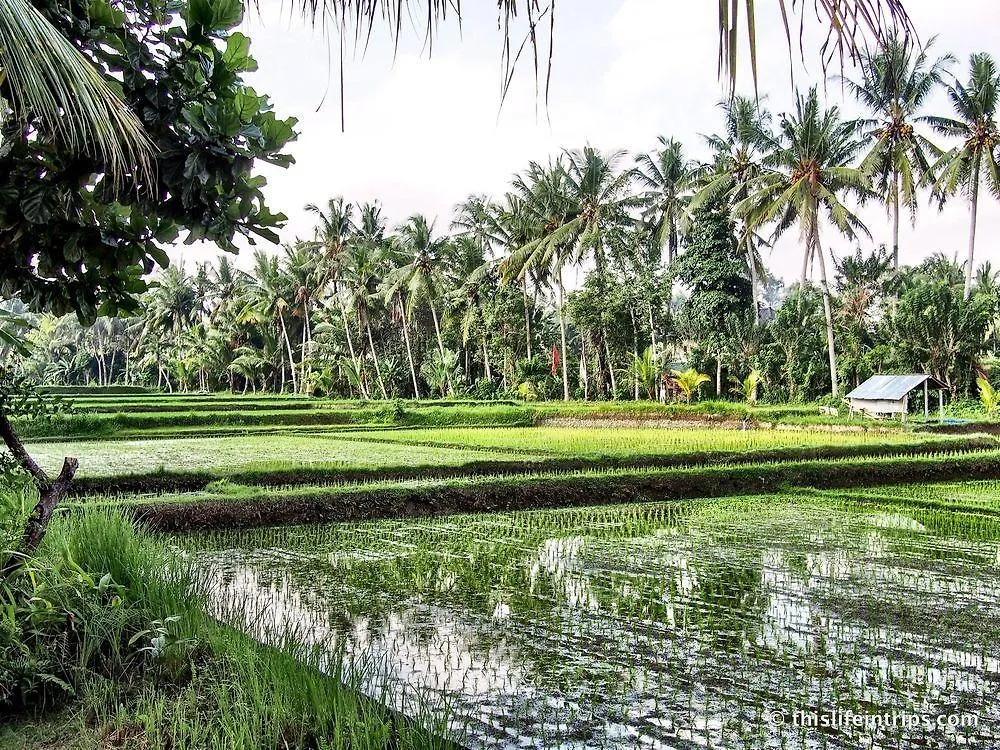 **** Hotel Villa Sabandari Ubud Indonésie